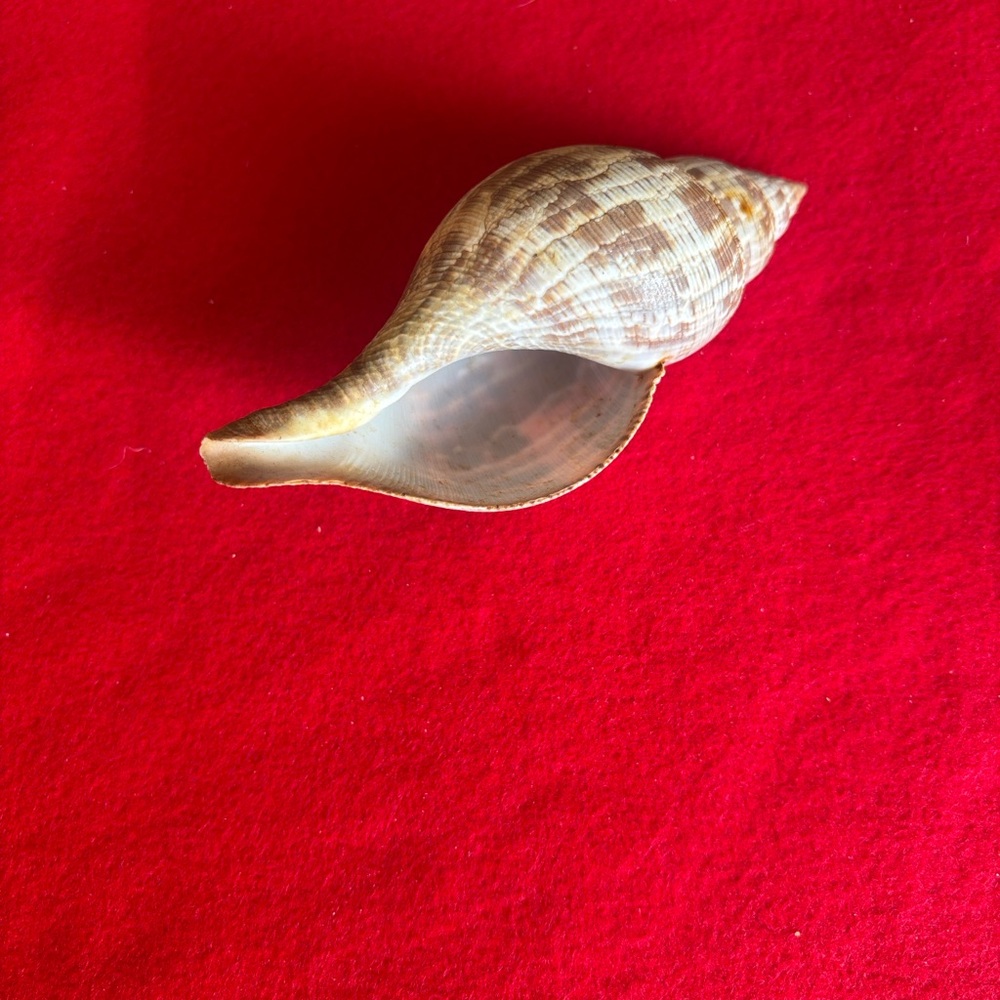 Assorted Seashell Collection - Picture 16 of 16